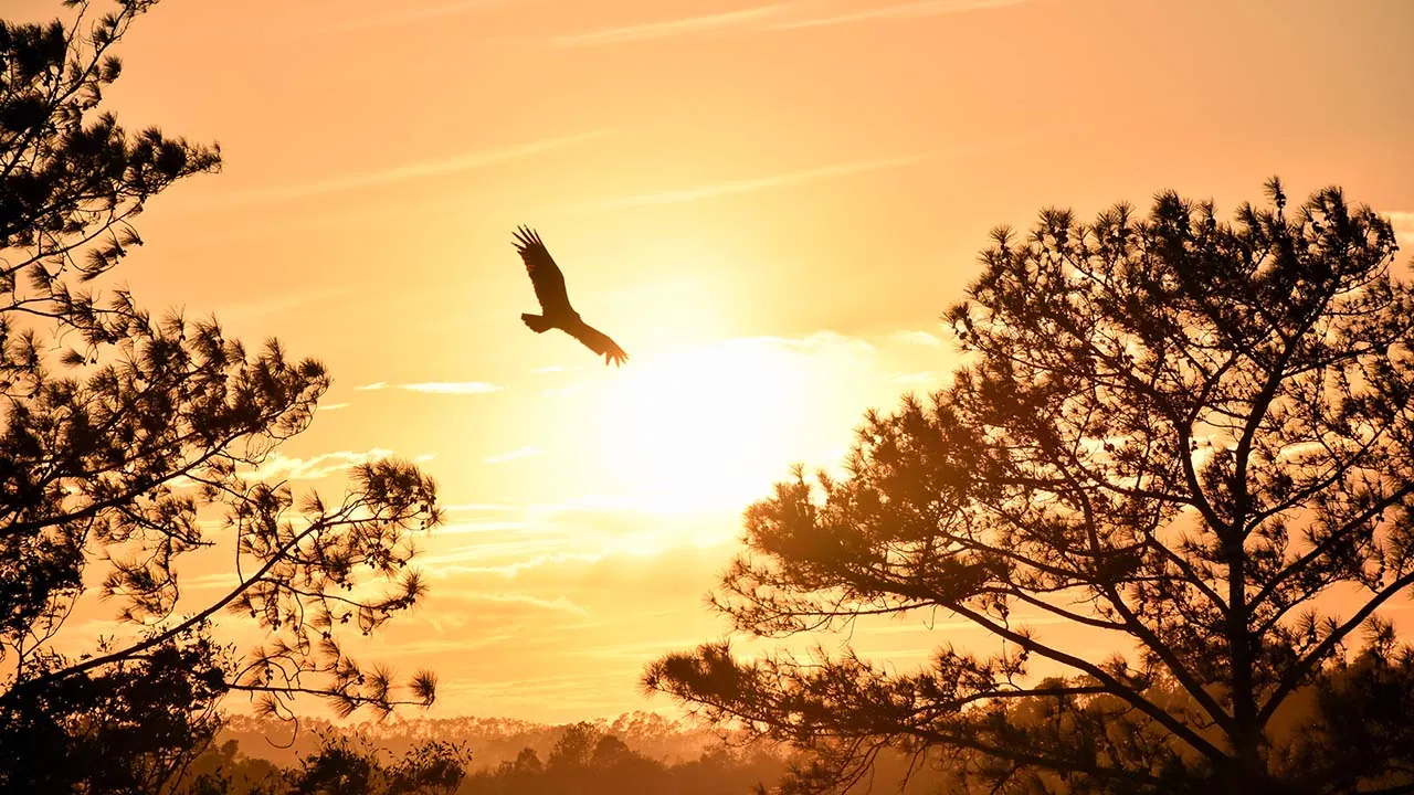 Adler über einer Landschaft als Motiv der Fantasiereise zum Selbstwertgefühl